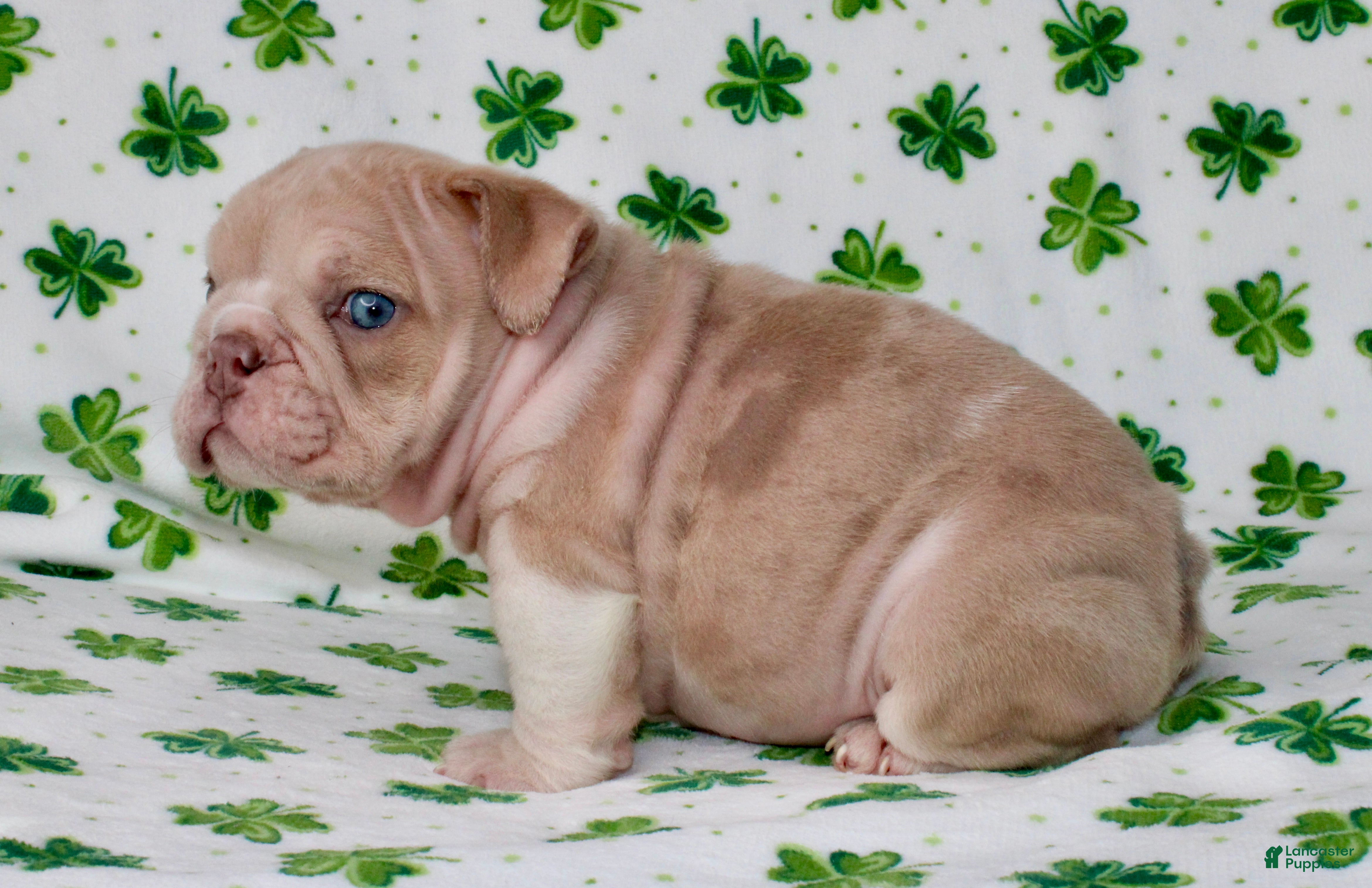 English Bulldog dogs Penny - Ad 2