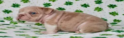 English Bulldog dogs for sale: Penny - Ad 1