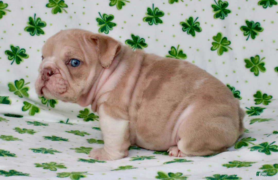 English Bulldog dogs for sale: Penny - Ad 1