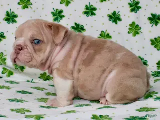 English Bulldog dogs Penny - Ad 2