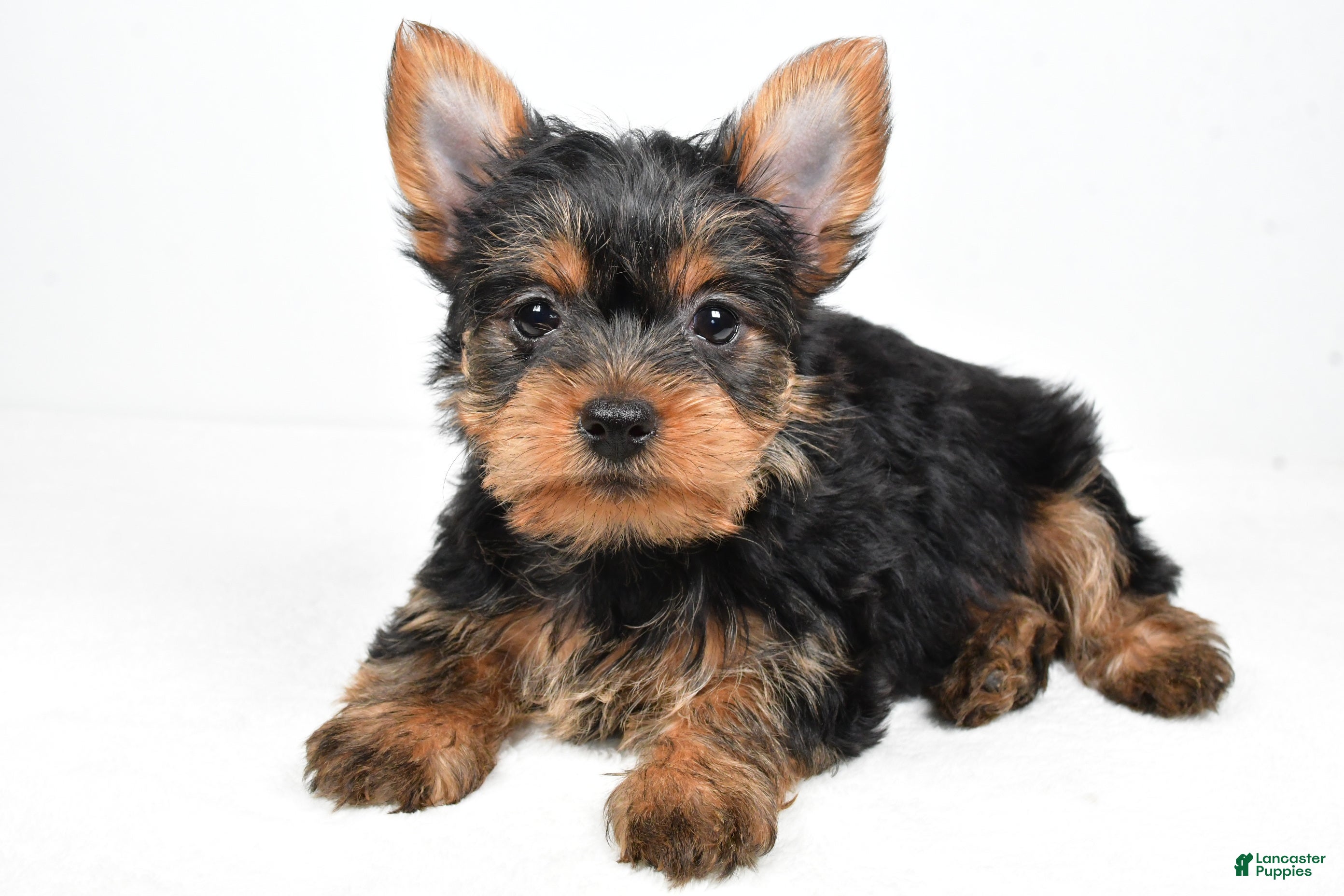 Yorkshire Terrier dogs Hailey - Ad 8