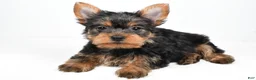 Yorkshire Terrier dogs for sale: Hailey - Ad 1