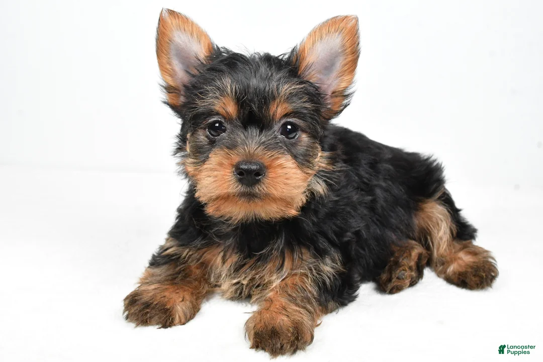Yorkshire Terrier dogs for sale: Hailey - Ad 1