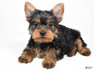 Yorkshire Terrier dogs Hailey - Ad 8