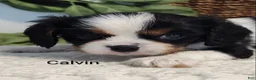 Cavalier King Charles Spaniel dogs for sale: Calvin - Ad 4