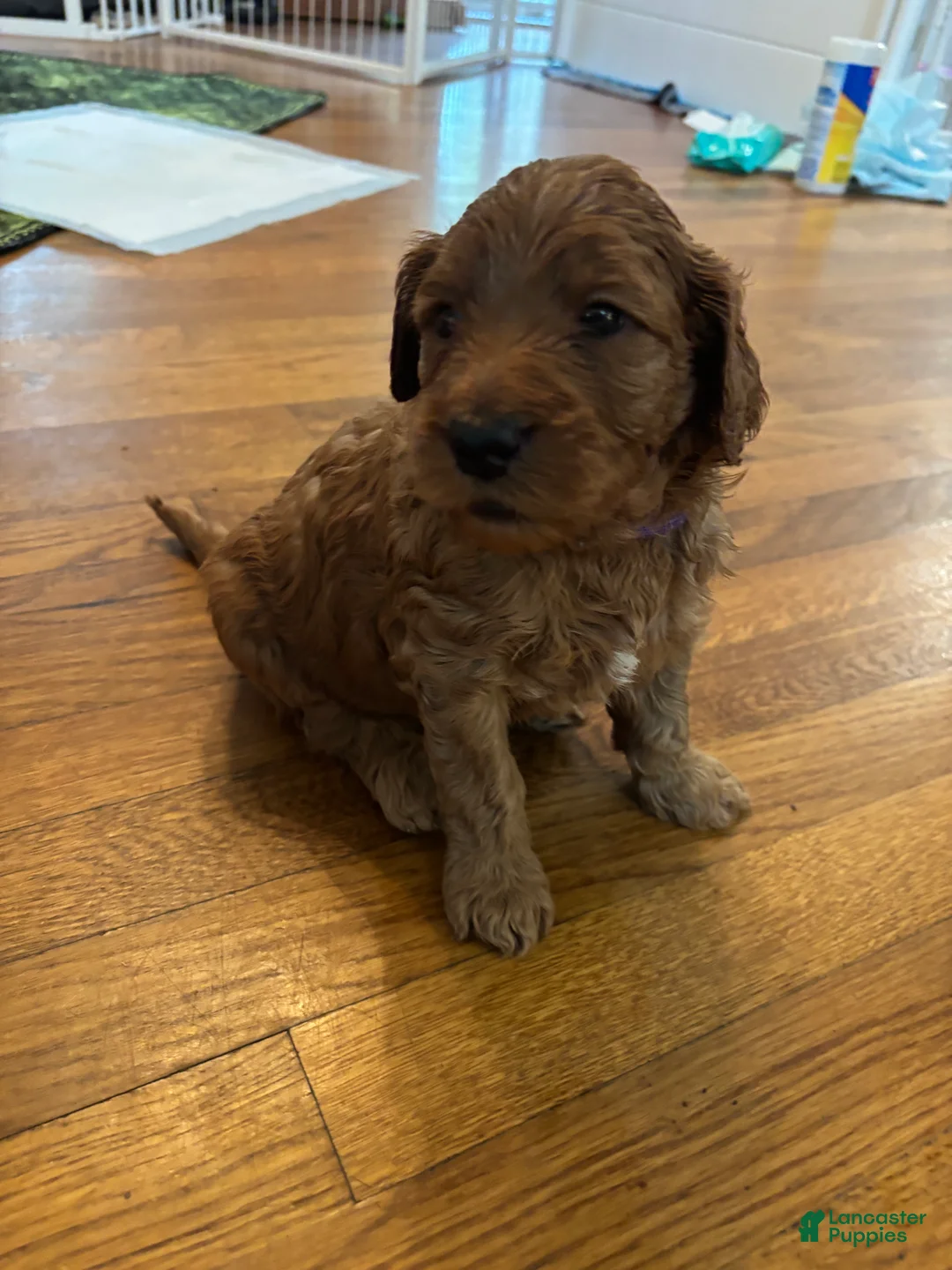 Goldendoodle dogs for sale: Goldendoodle 4 - Ad 2