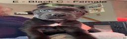 Cane Corso dogs for sale: Cane Corso Green - Ad 2