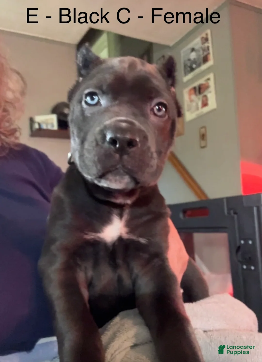 Cane Corso dogs for sale: Cane Corso Green - Ad 2