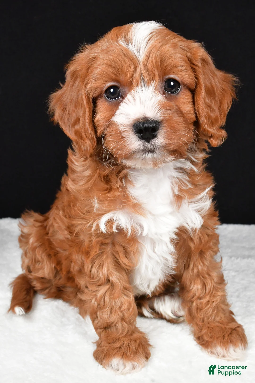 Cavapoo dogs for sale: Kim - Ad 7