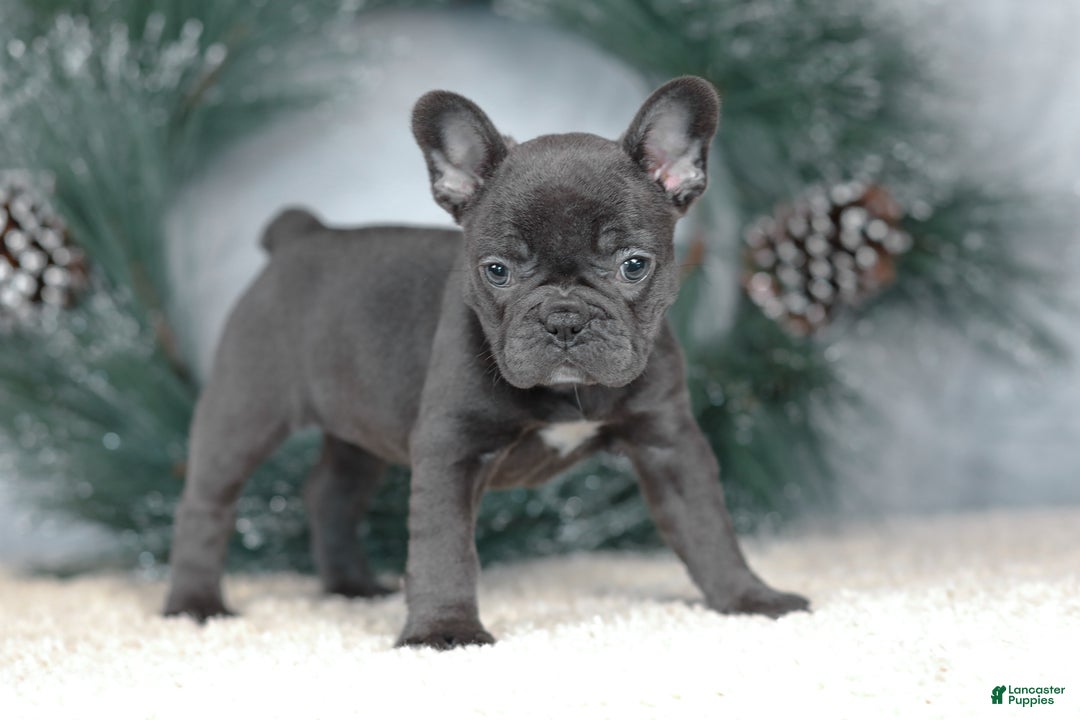 French Bulldog dogs for sale: Cora - Ad 8