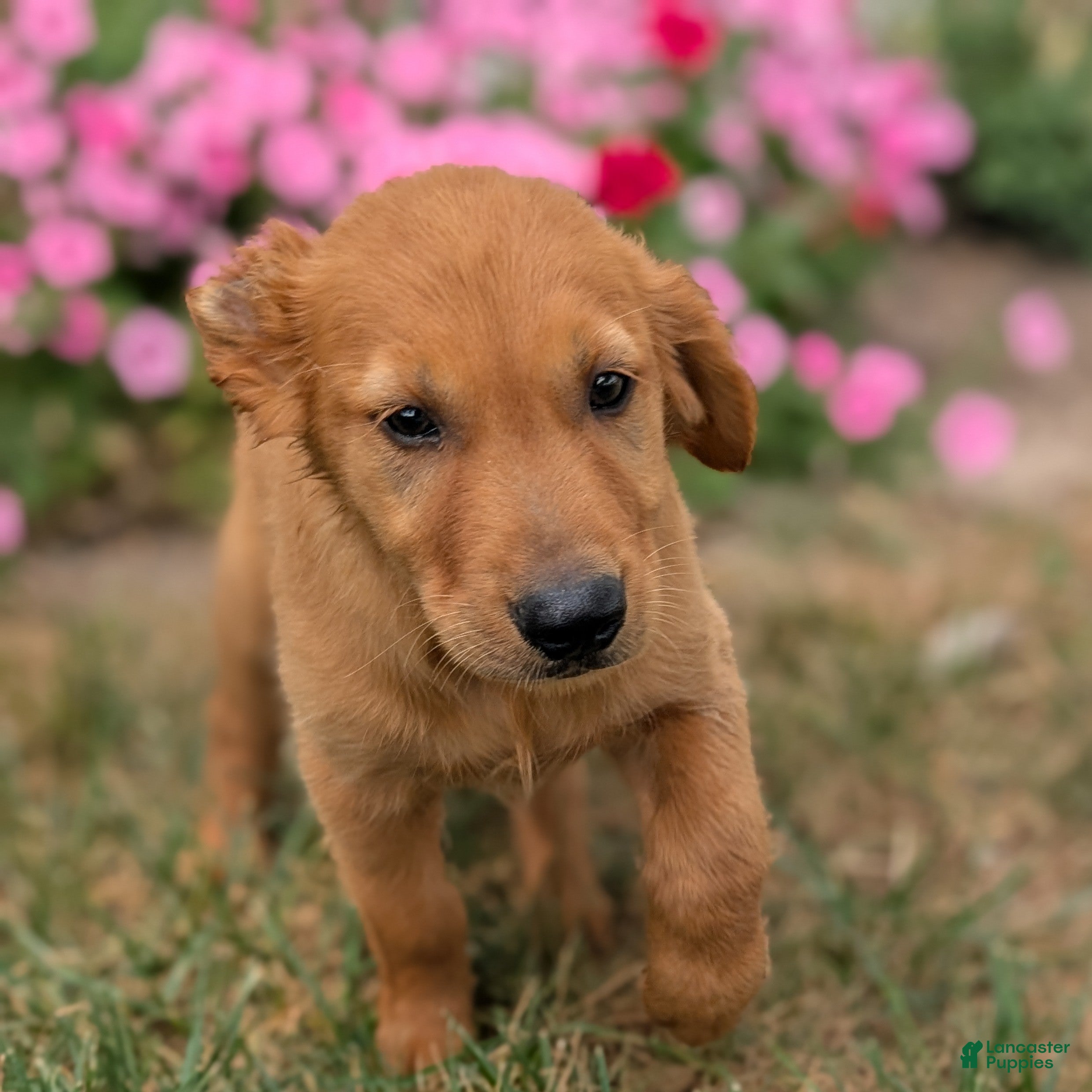 Golden Retriever dogs Abbott - Ad 1