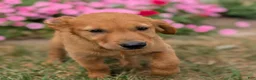 Golden Retriever dogs for sale: Abbott - Ad 1