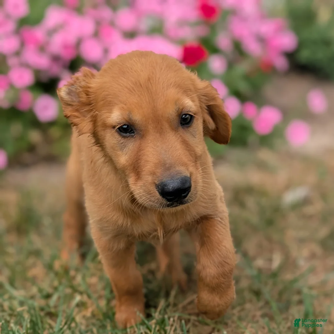 Golden Retriever dogs for sale: Abbott - Ad 1