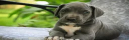 Great Dane dogs for sale: Brittany Great Dane  - Ad 4