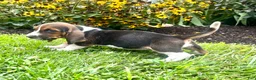Basset Hound dogs for sale: Bluebell❤️AKC registered - Ad 2
