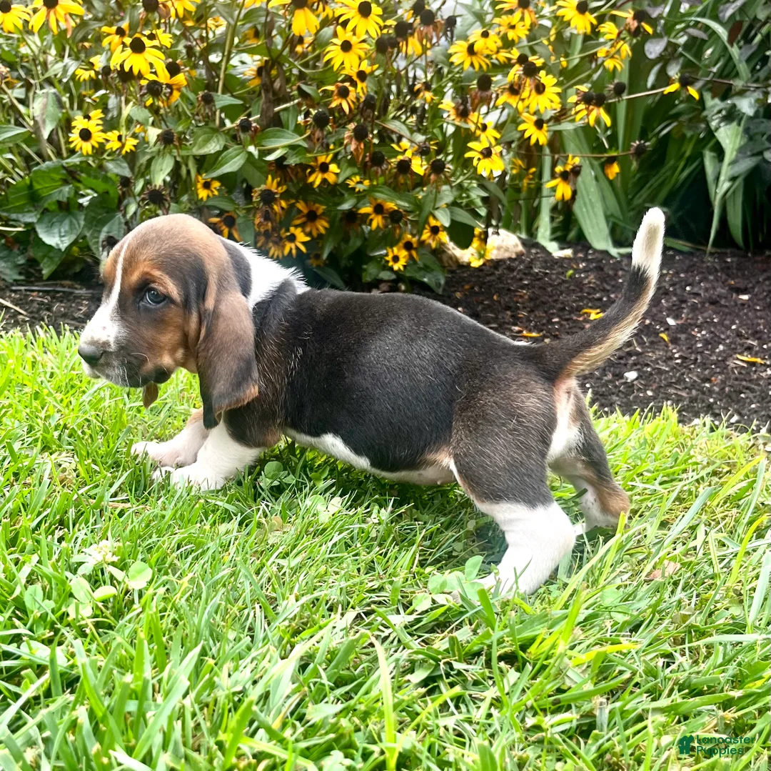 Basset Hound dogs for sale: Bluebell❤️AKC registered - Ad 2