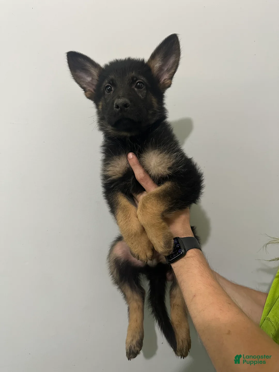German Shepherd dogs for sale: German Shepherd 1 - Ad 2