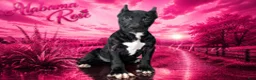 Presa Canario dogs for sale: Alabama Rose - Ad 1