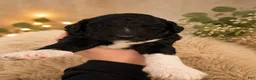Mixed Breed dogs for sale: Patty - Ad 1