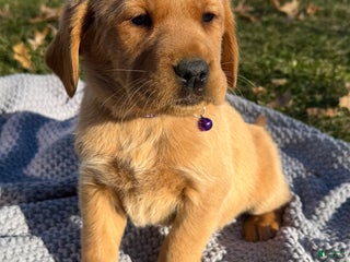 Goldador dogs Tillie - Ad 25