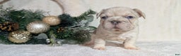 French Bulldog dogs for sale: Tiana - Ad 10