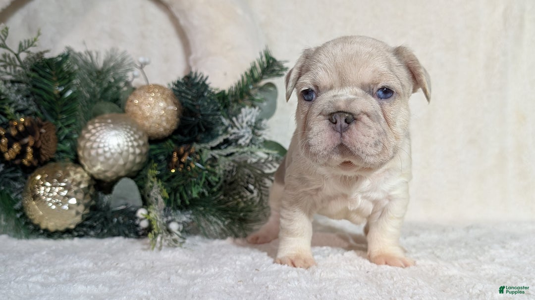 French Bulldog dogs for sale: Tiana - Ad 10