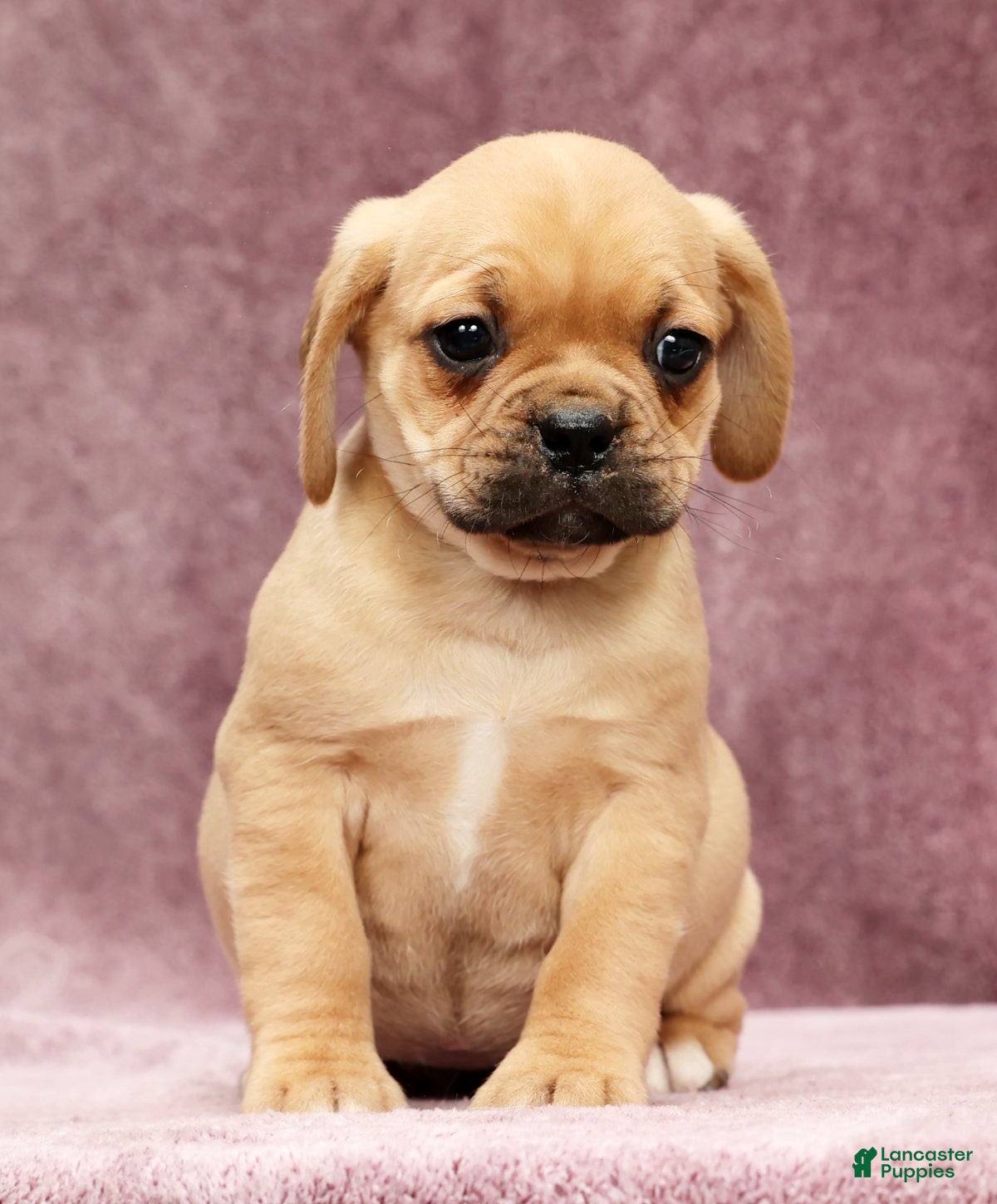 Puggle dogs Sophie - Ad 2