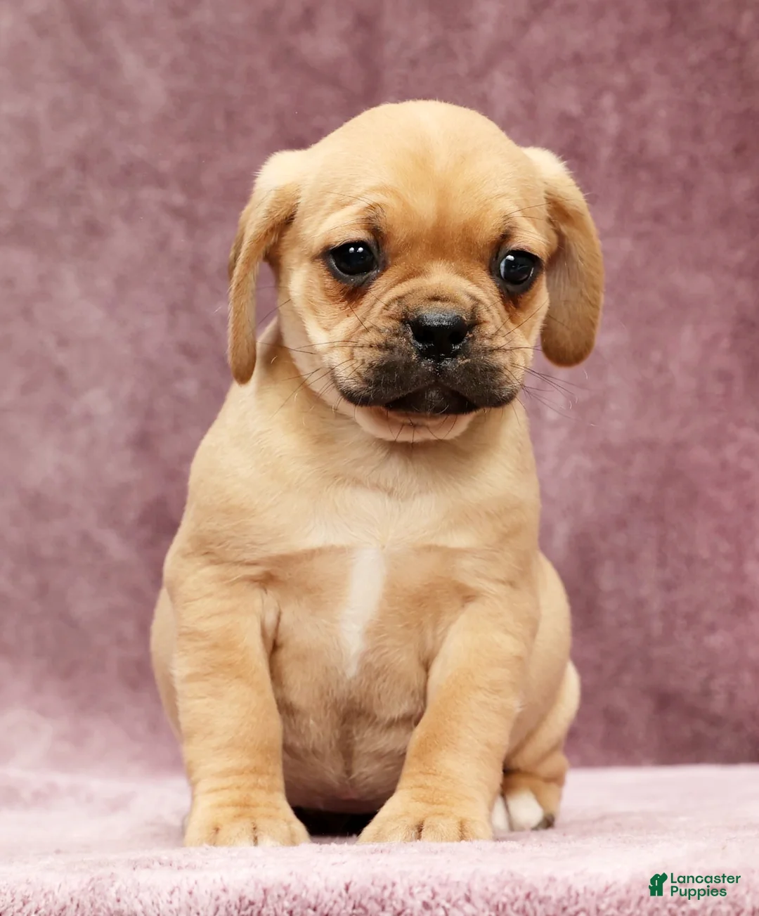 Puggle dogs for sale: Sophie - Ad 2