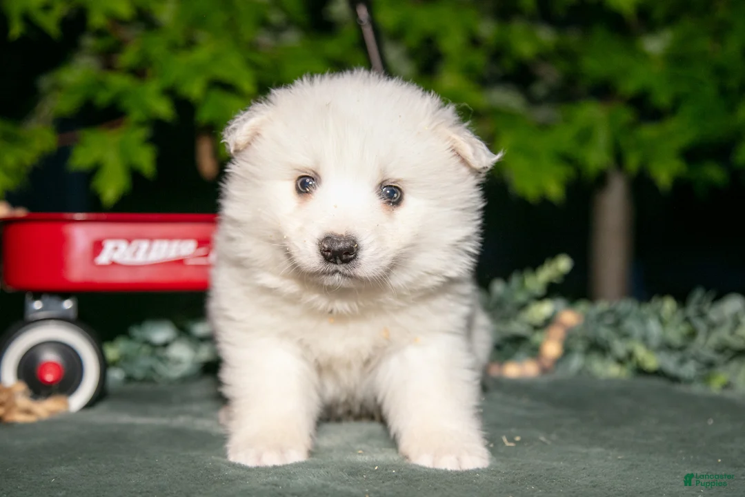 American Eskimo dogs for sale: Milkshake - Ad 1