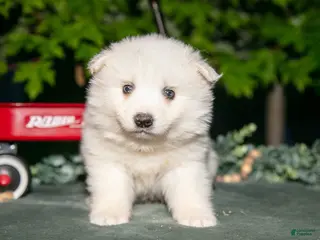 American Eskimo dogs for sale: Milkshake - Ad 2