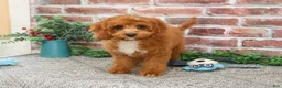 Cavapoo dogs for sale: Baxter - Ad 3