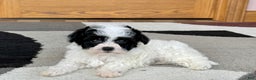 Havanese dogs for sale: Nathan - Ad 9