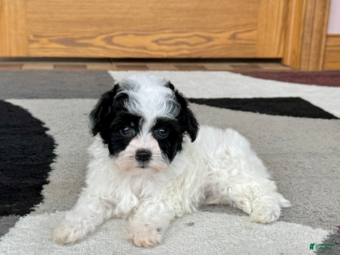 Havanese dogs for sale: Nathan - Ad 9
