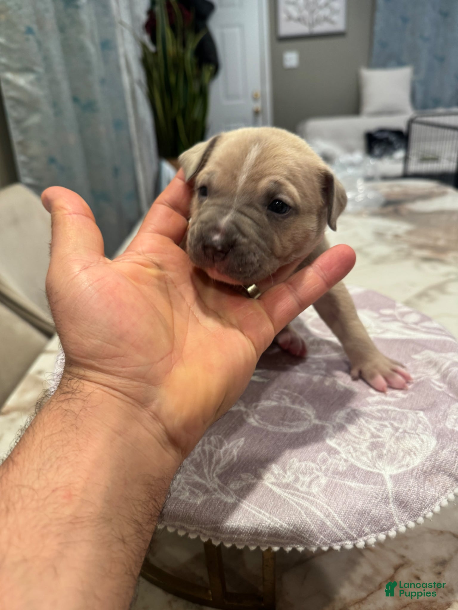 American Bully dogs American Bully Puppy 6 - Ad 1