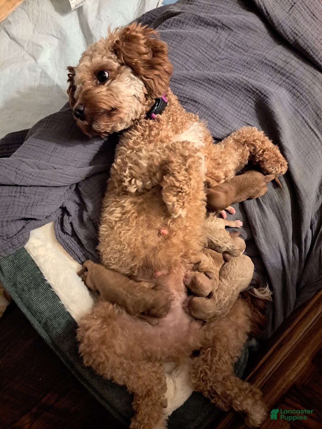 Cavapoo dogs for sale: Joy - Ad 5