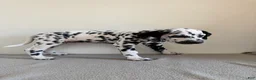 Dalmatian dogs for sale: Dalmatian Puppy 3 - Ad 5