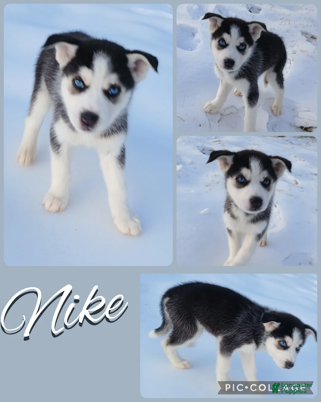 Siberian Husky dogs for sale: Neeko  - Ad 2
