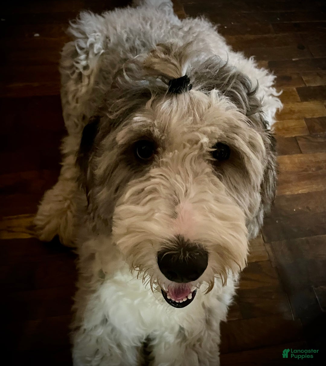 Sheepadoodle dogs for sale: Sheepadoodle Puppy  - Ad 3
