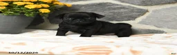 Pug dogs for sale: Dumpling - Ad 5