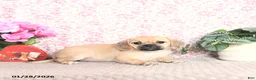 Puggle dogs for sale: Karina - Ad 3