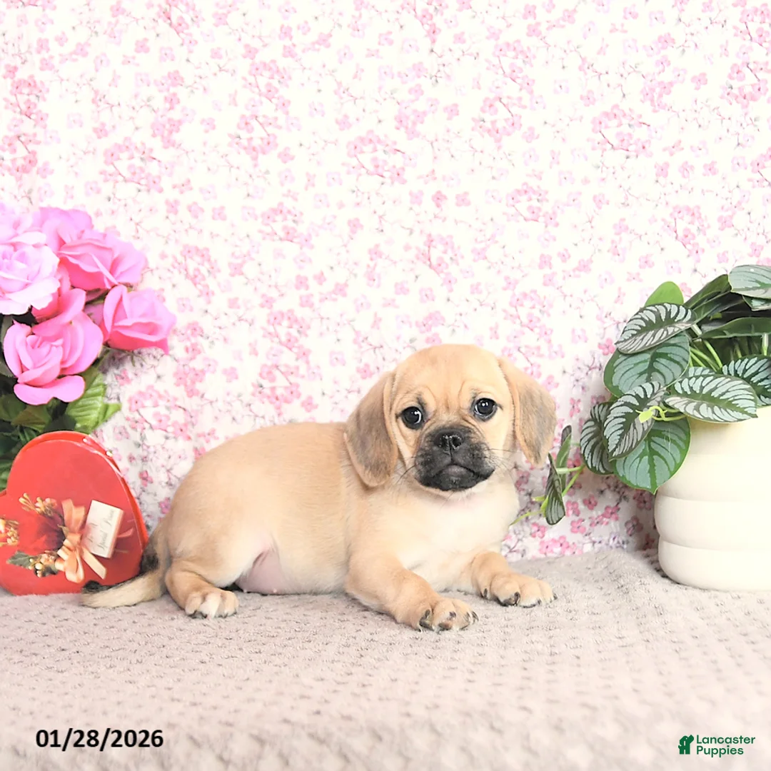 Puggle dogs for sale: Karina - Ad 3
