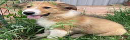 Collie dogs for sale: Juana - Ad 3