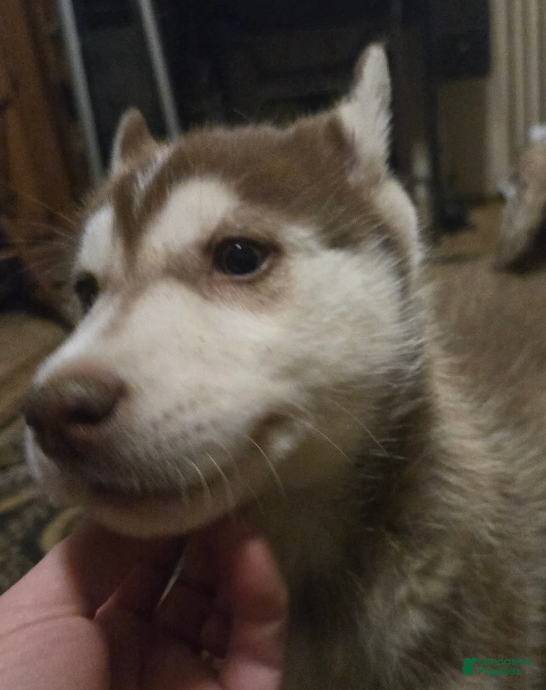 Siberian Husky dogs for sale: Ian - Ad 3