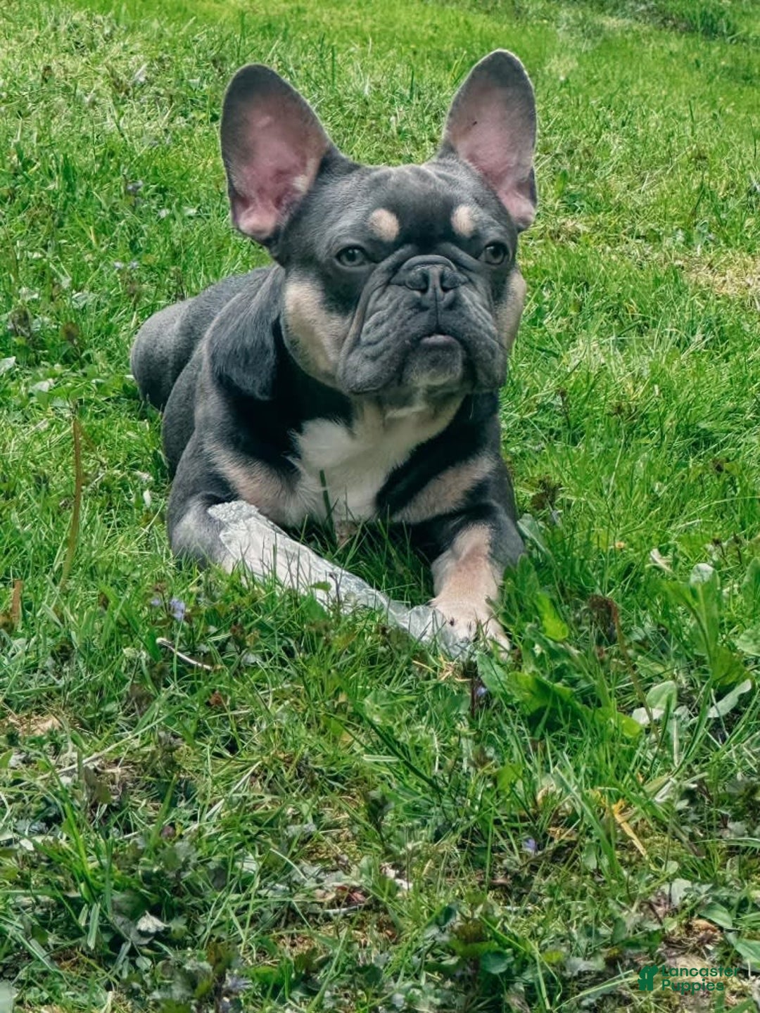 Gallery Image {{count}}