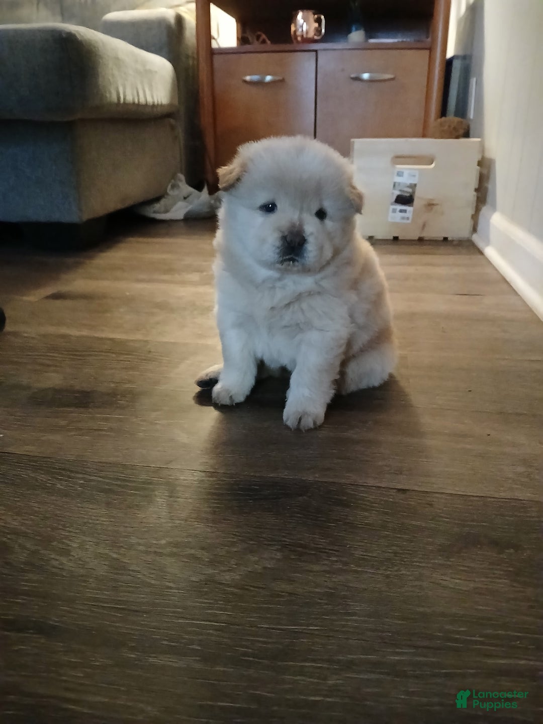 Chow Chow dogs for sale: Elsa - Ad 1