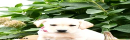 Labrador Retriever dogs for sale: Trixie - Ad 4