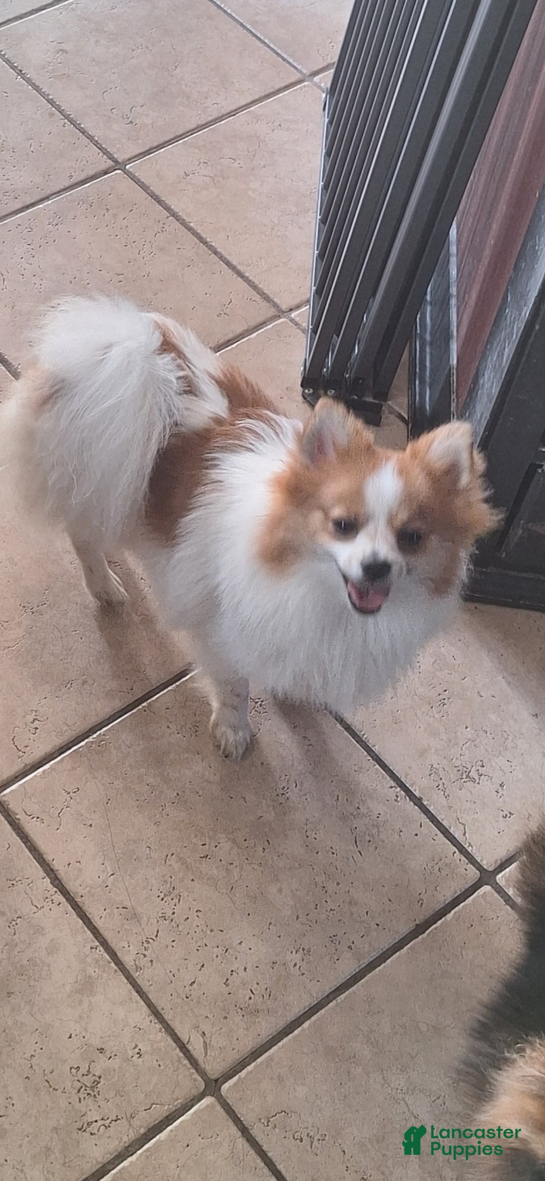 Pomeranian dogs for sale: Stella - Ad 3