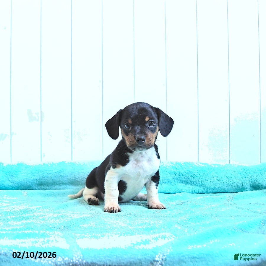 Mixed Breed dogs Snickerdoodle - Ad 31