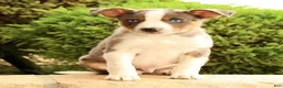 Miniature Australian Shepherd dogs for sale: Bingo - Ad 4