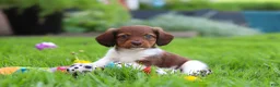Miniature Dachshund dogs for sale: Archie - Ad 10